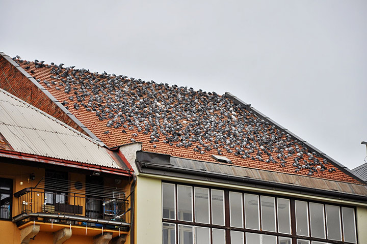 A2B Pest Control are able to install spikes to deter birds from roofs in Johnstone. 