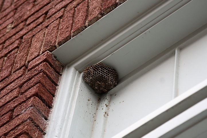 We provide a wasp nest removal service for domestic and commercial properties in Johnstone.